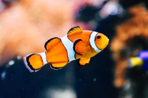 2026年世界杯入围名单，全球足坛的终极对决26世界杯入围名单